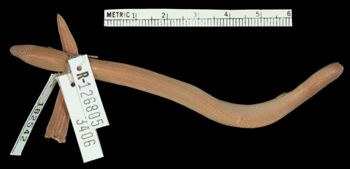 Media type: image;   Herpetology R-126805 Aspect: dorsal